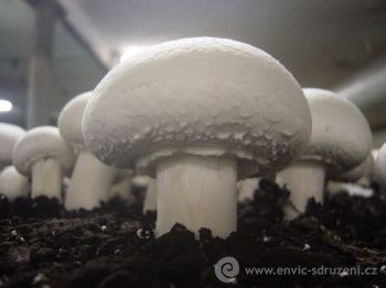Pěstitel hlívy pan Tesař a sady Vlkov nad Lesy se omlouvají z Plzeňských farmářských trhů