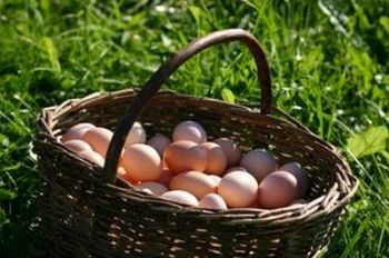 Vajíčka z volných chovů konečně na Plzeňském farmářském trhu