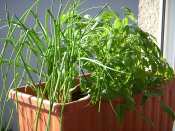 Čtvrté letošní Plzeňské farmářské trhy proběhnou tuto sobotu 14.5.2011